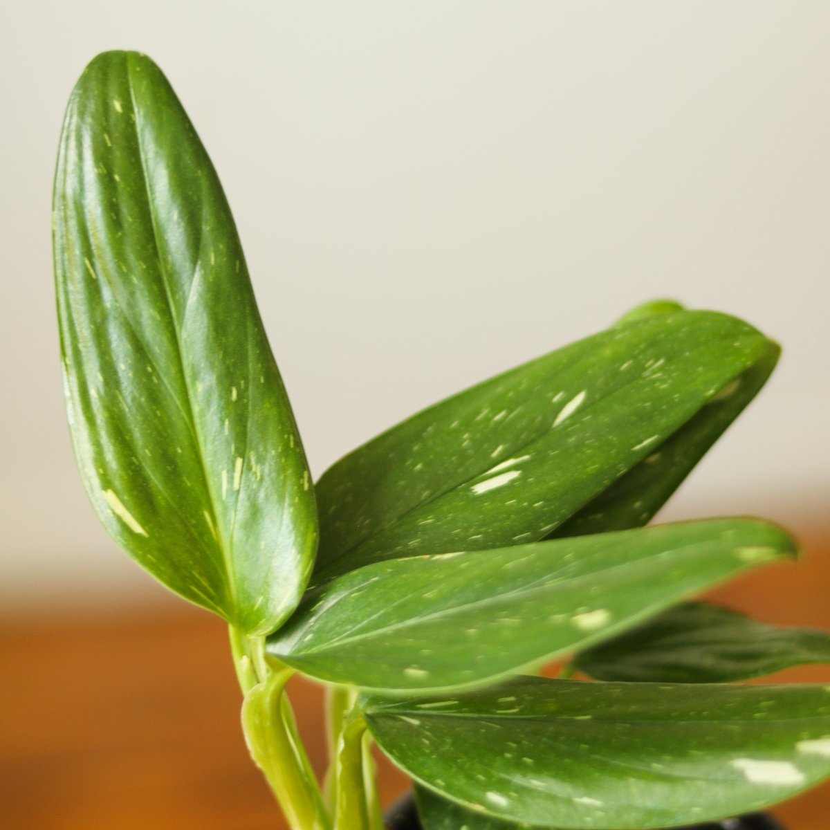 Monstera Standleyana Albo