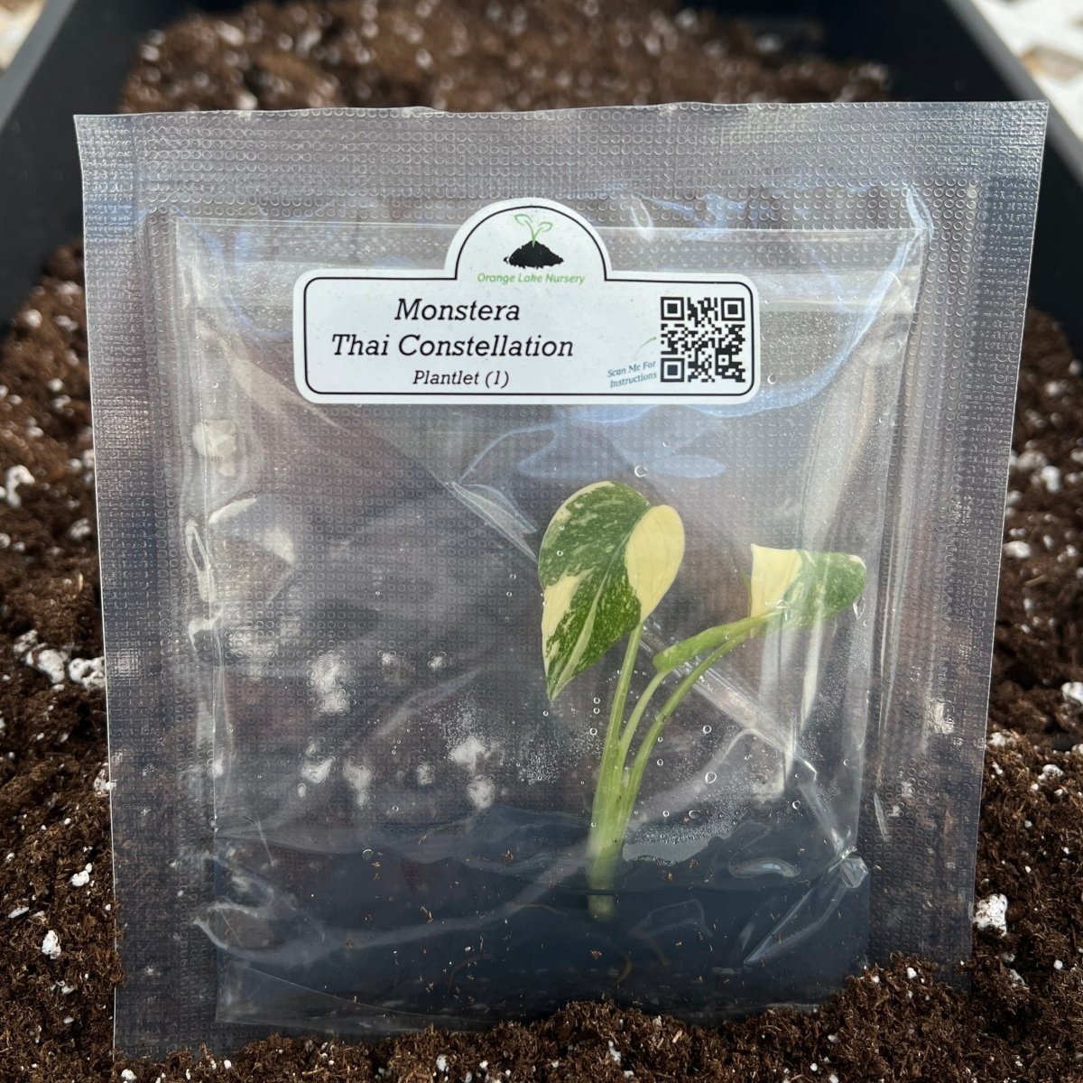 Monstera 'Thai Constellation' Plantlets- 4 Pack