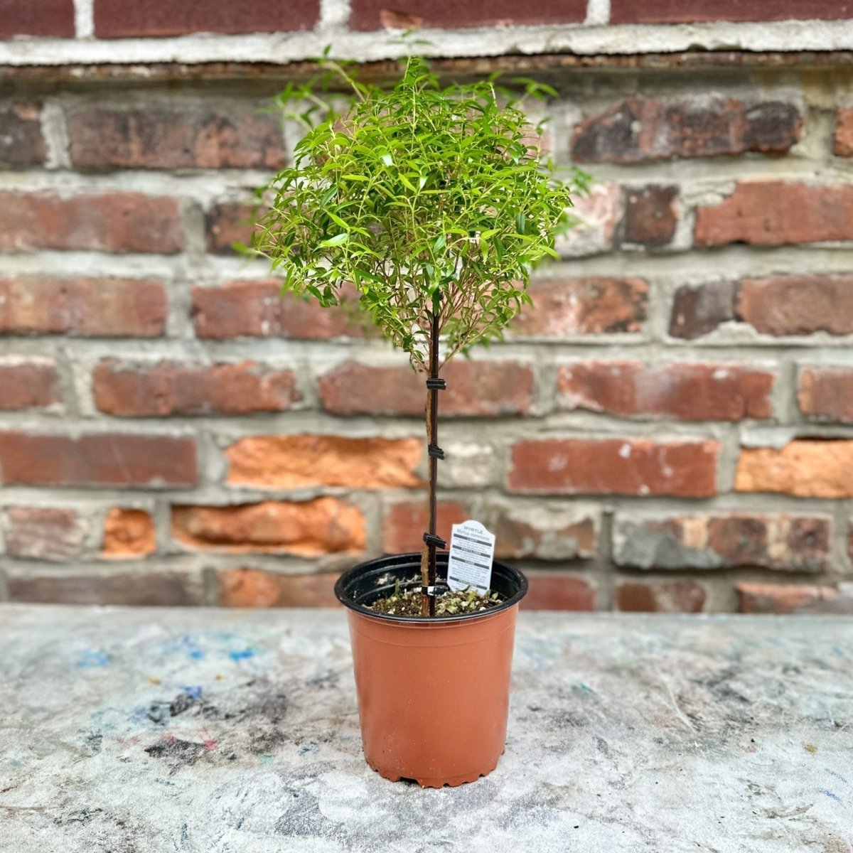Myrtus Communis - Myrtle Topiary Tree - Various Sizes