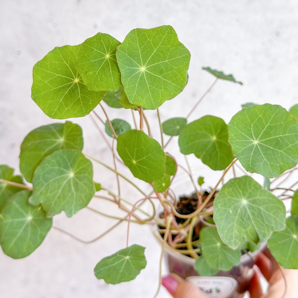 Nasturium - Tall Trailing Nasturitium Mix