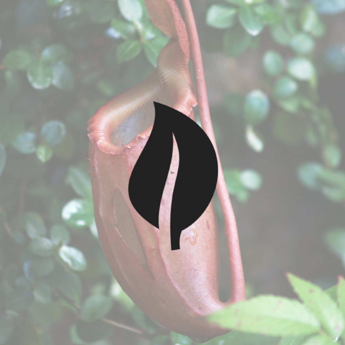 Nepenthes X St. Gaya- Gaya Pitcher Plant - 4 Inch Hanging Basket