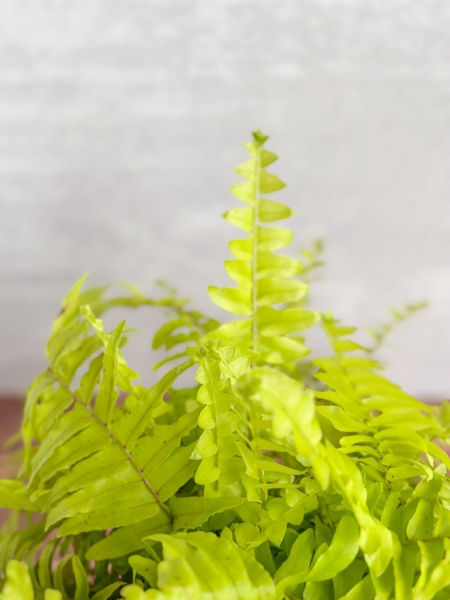 Nephrolepis Exaltata ‘Rita's Gold'’ - 6 Inch