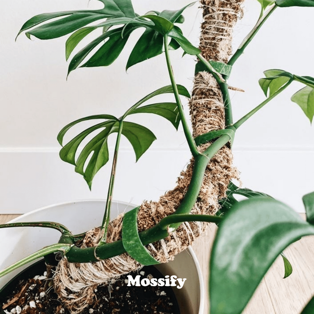 Original Bendable Moss Pole™ By Mossify (16"–54") | Flexible Plant Support