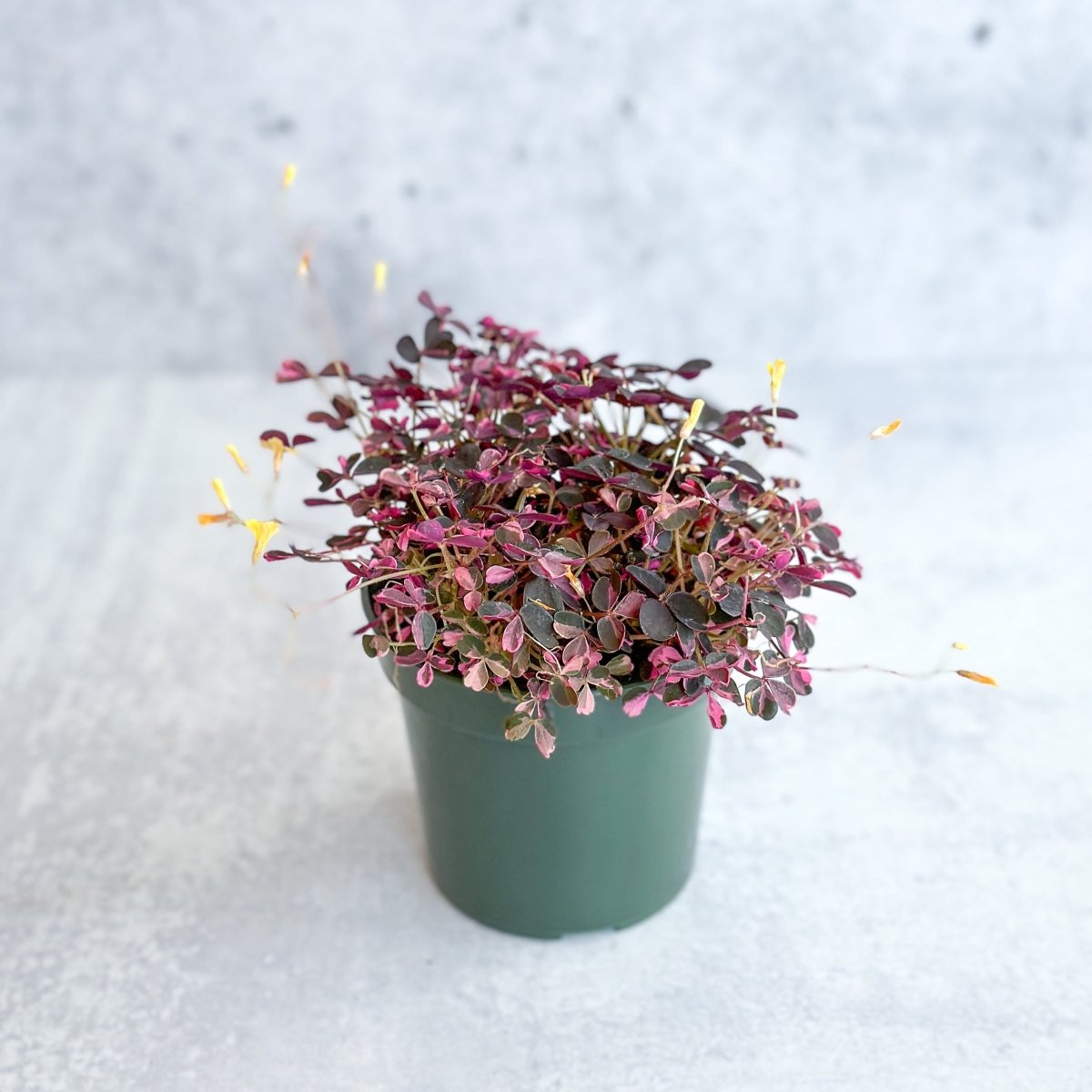 Oxalis Spiralis ‘Bi-Color’ - Candy Cane Shamrock