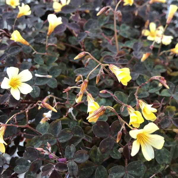 Oxalis Spiralis ssp. vulcanicola ‘Zinfandel’