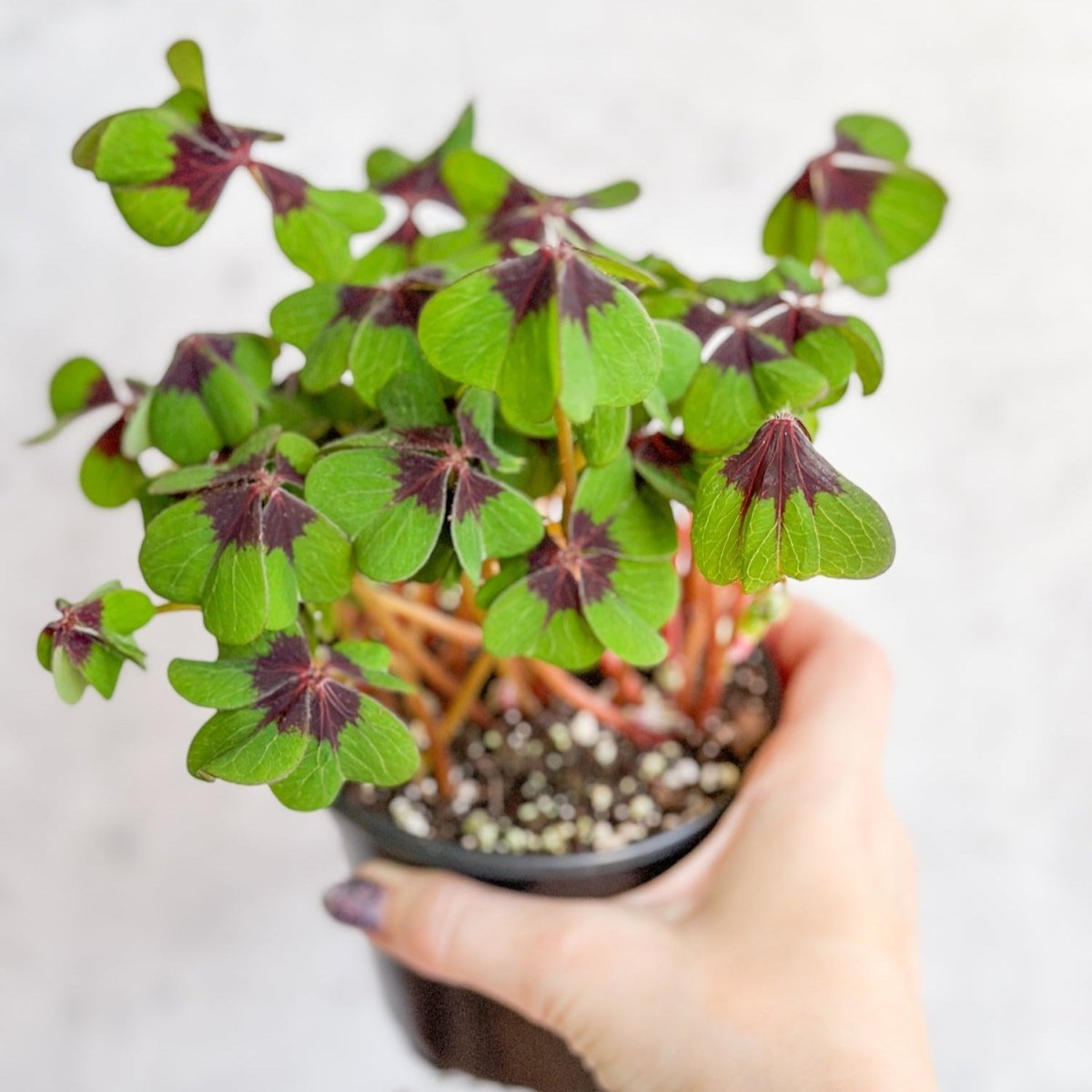 Oxalis Tetraphylla - Iron Cross Shamrock
