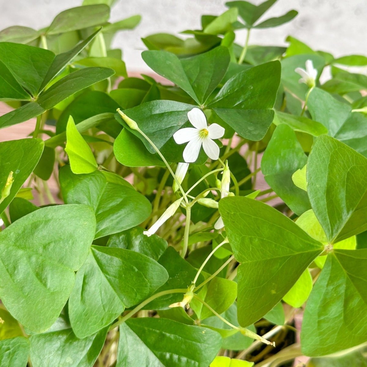 Oxalis Regnellii – False Shamrock