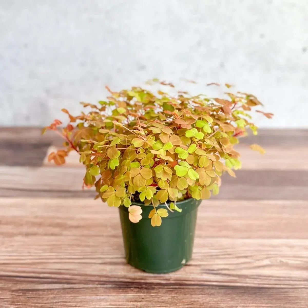 Golden Oxalis (Oxalis Vulcanicola ‘Copper Glow’)