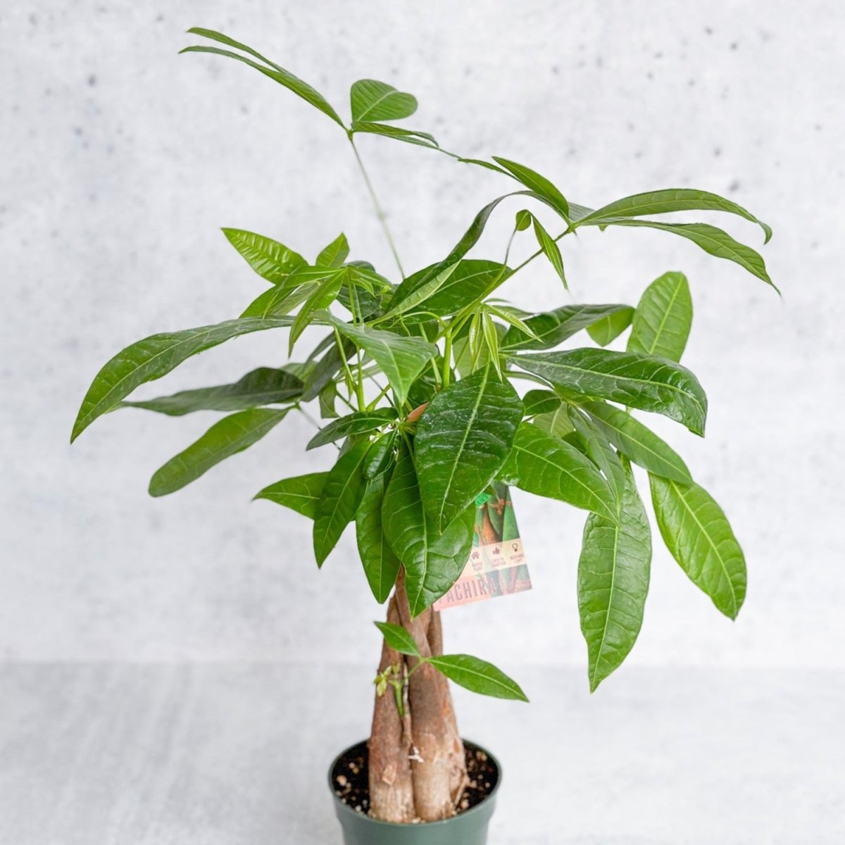 Pachira Aquatica 'Money Tree'