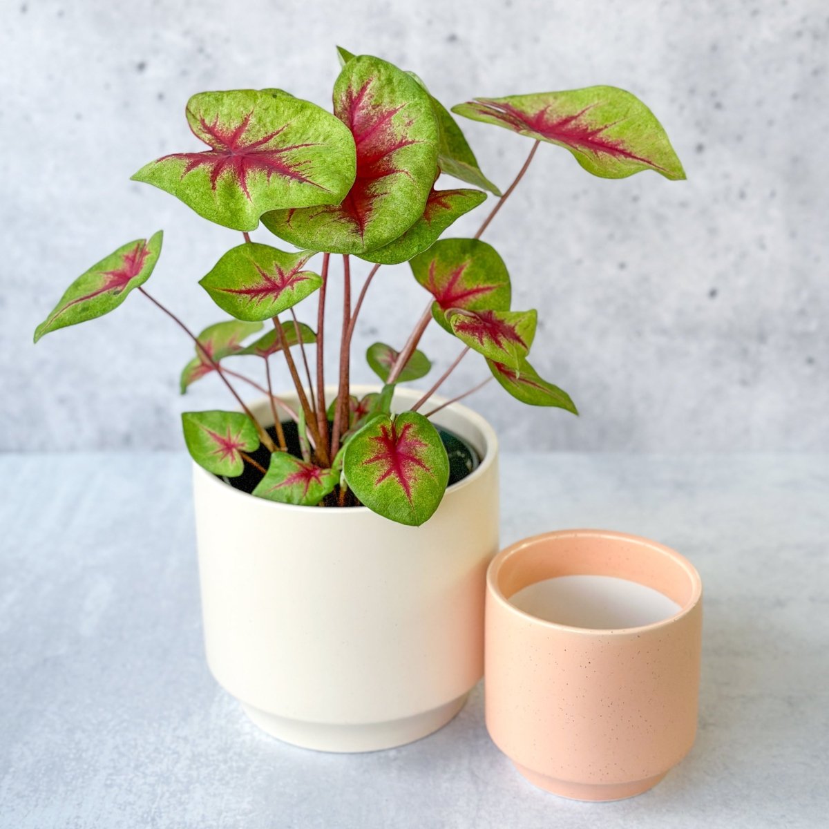 Parker Planter Pot | Palm Speckle