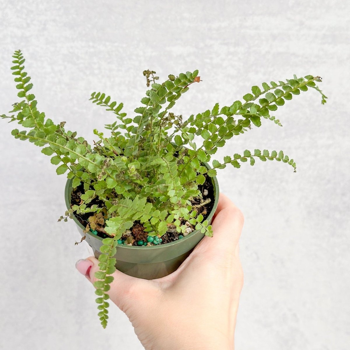 Pellaea Rotundifolia - Button Fern