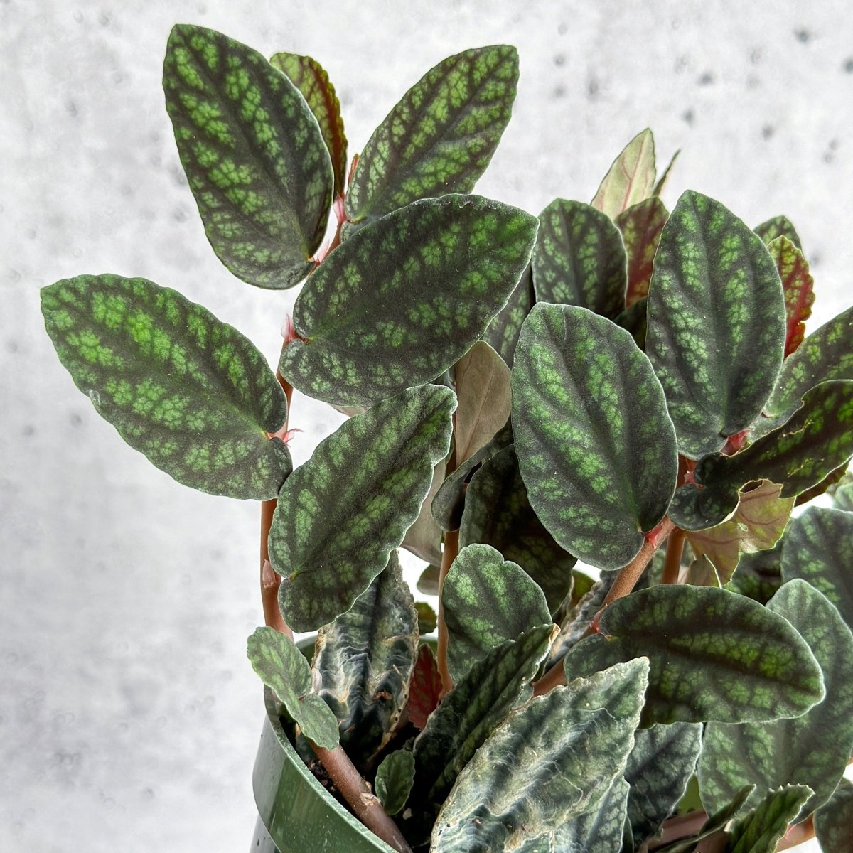 Pellionia Pulchra - Polynesian Ivy