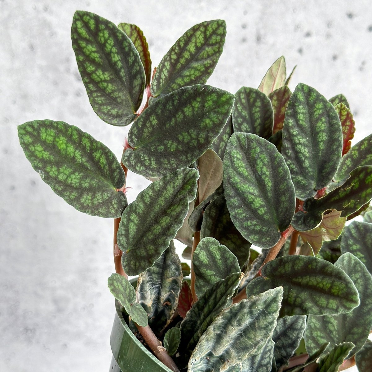 Pellionia pulchra ‘Polynesian Ivy’ – 4.5-inch Hanging Basket