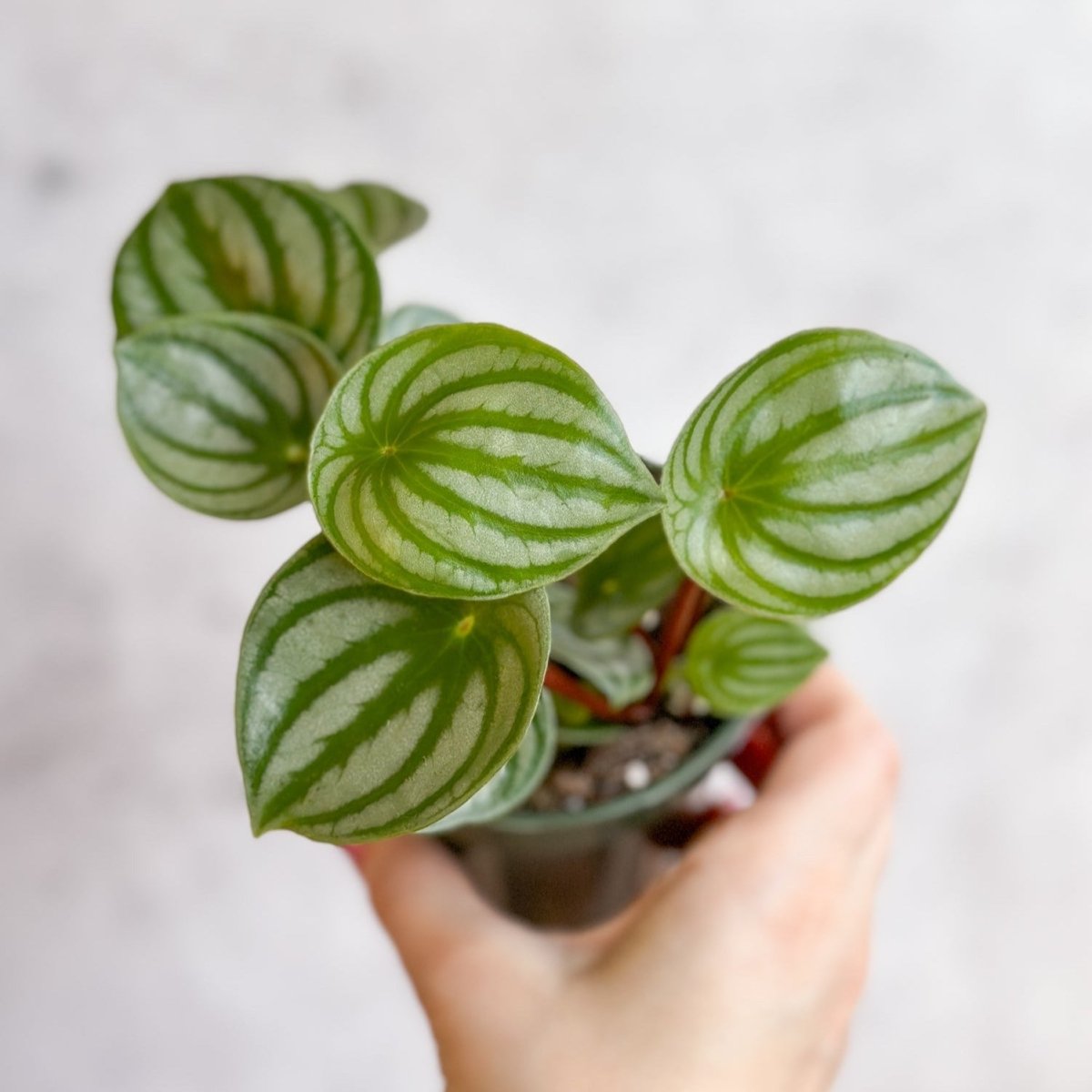 Peperomia Argyreia 'Watermelon Peperomia'