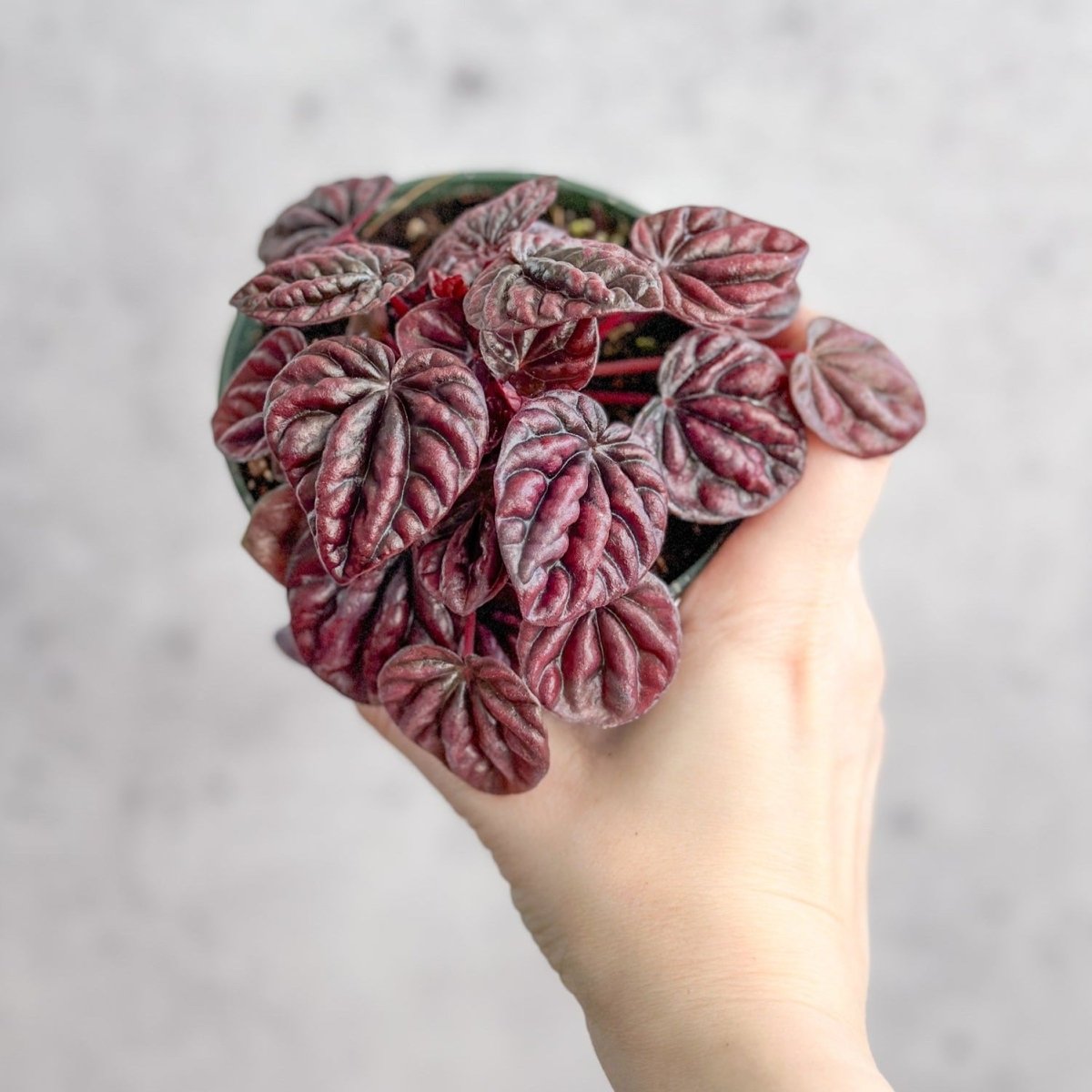 Peperomia Caperata ‘Schumi Red’