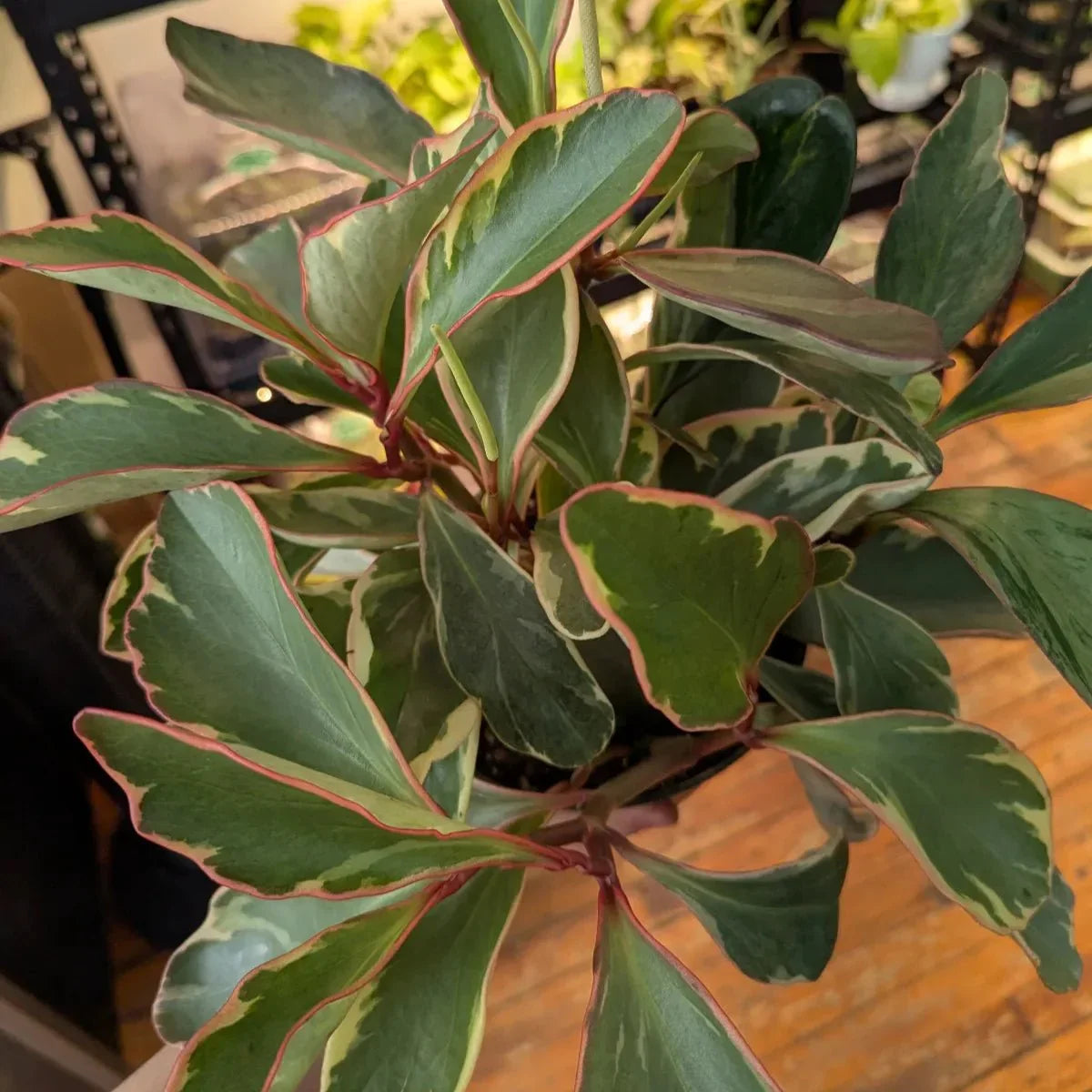 Peperomia Clusiifolia 'Ginny' - Tricolor Peperomia