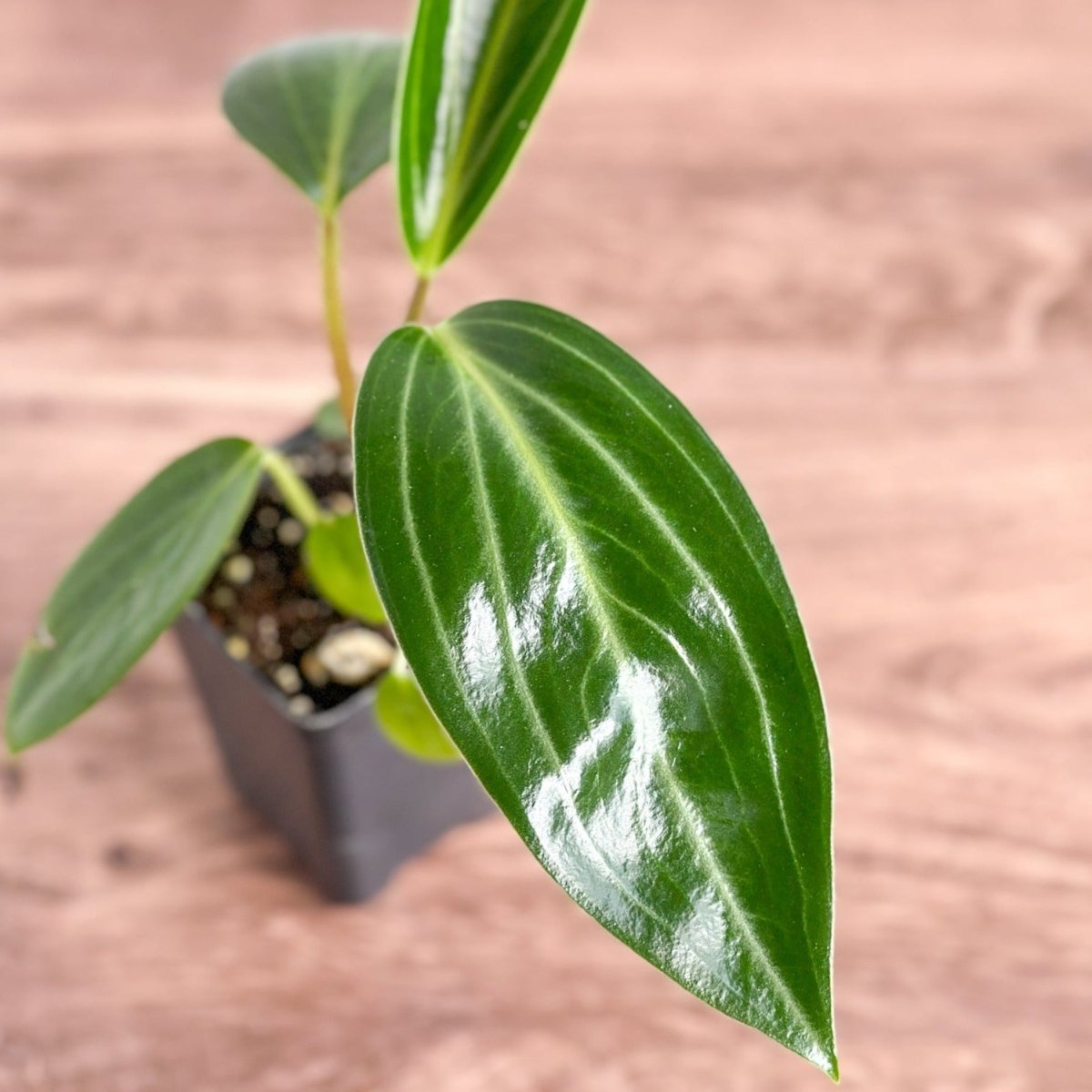 Peperomia Elongata