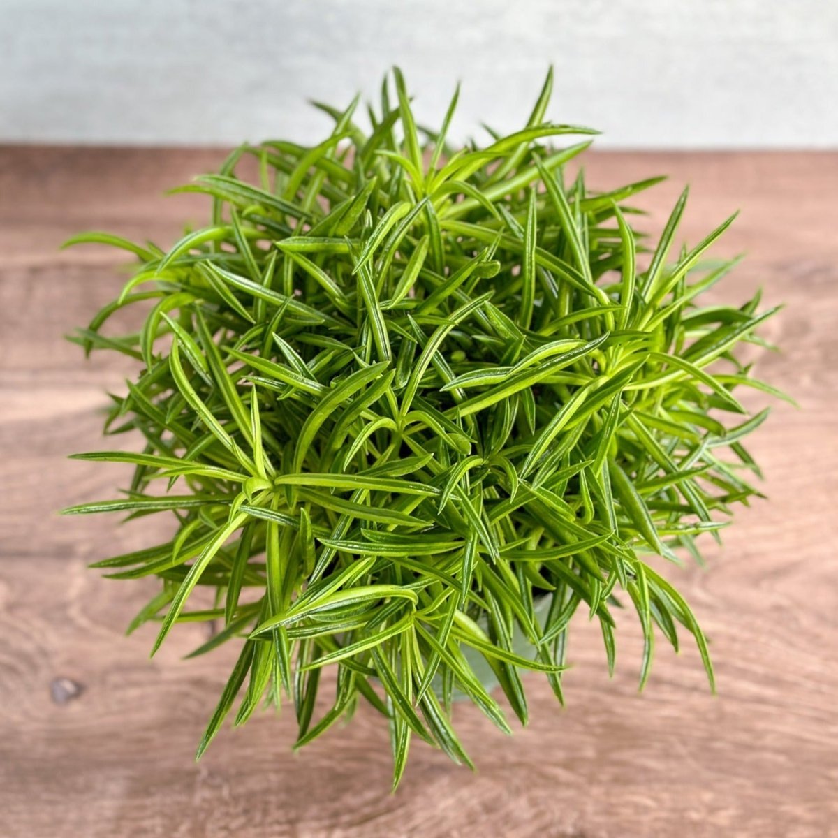 Peperomia Ferreyrae “Happy Bean” - Happy Bean Plant