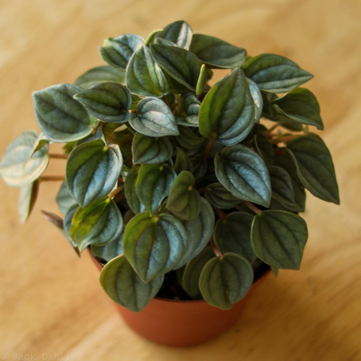 Peperomia 'Napoli Nights'