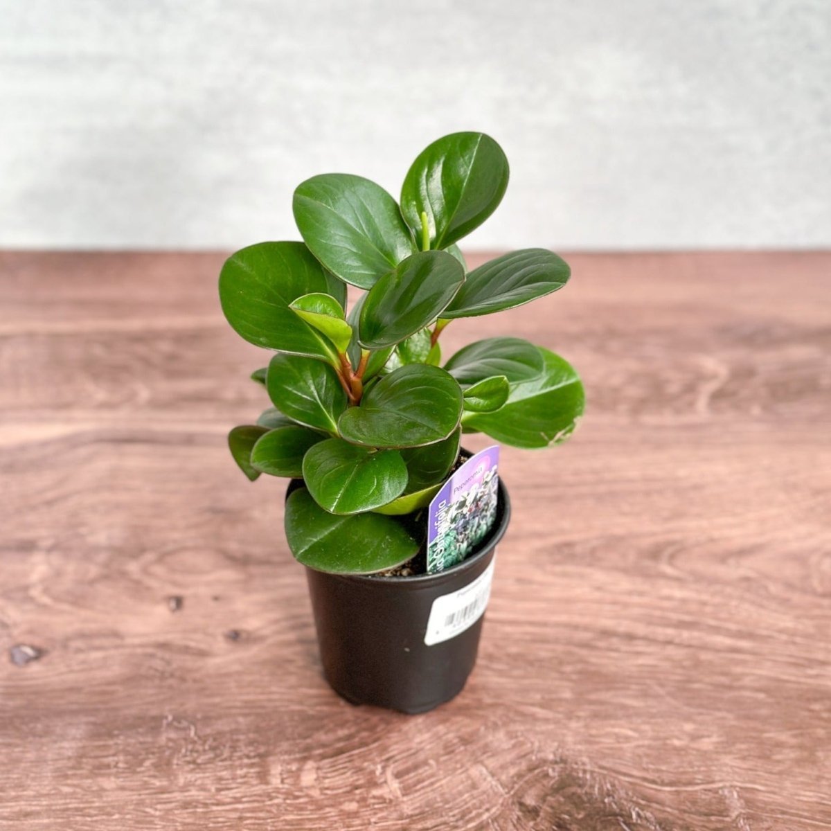 Peperomia Obtusifolia ‘Green’ (Baby Rubber Plant)
