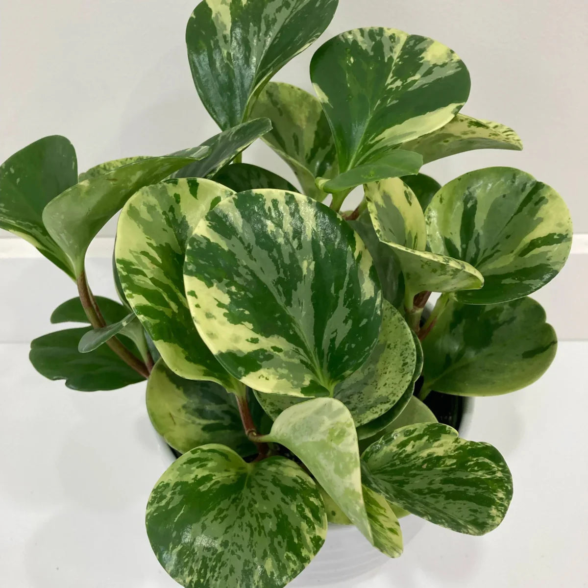 Peperomia Obtusifolia ‘Marble’ - Marble Peperomia