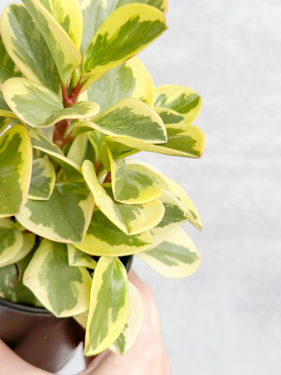 Peperomia Obtusifolia Variegata 'Baby Rubber Plant'