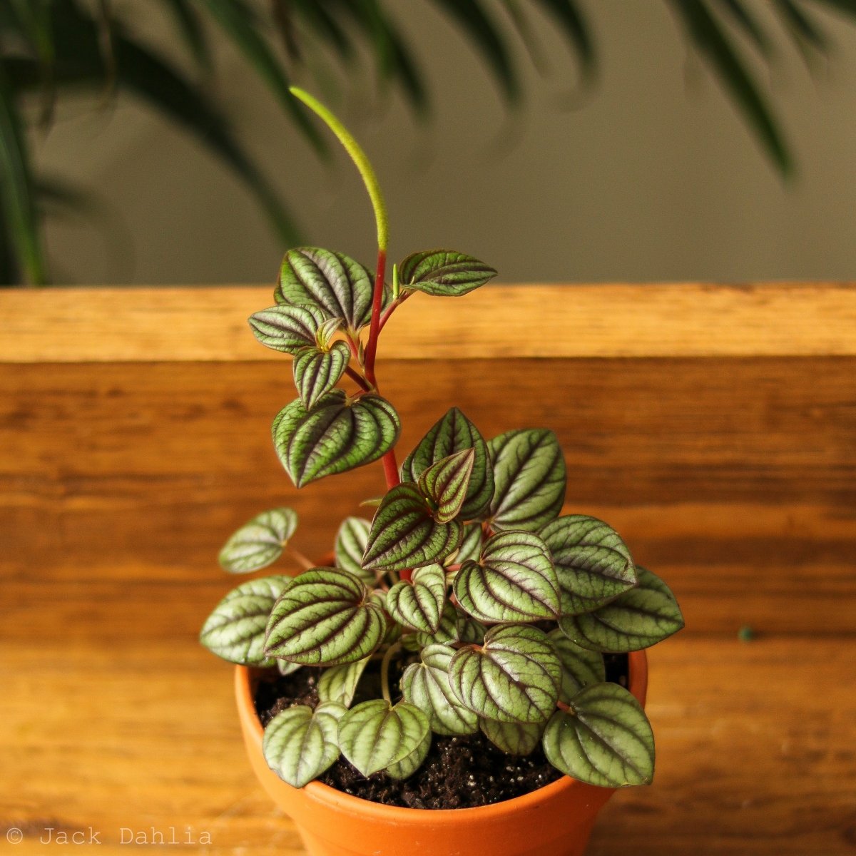Peperomia 'Piccolo Banda' Albovittata