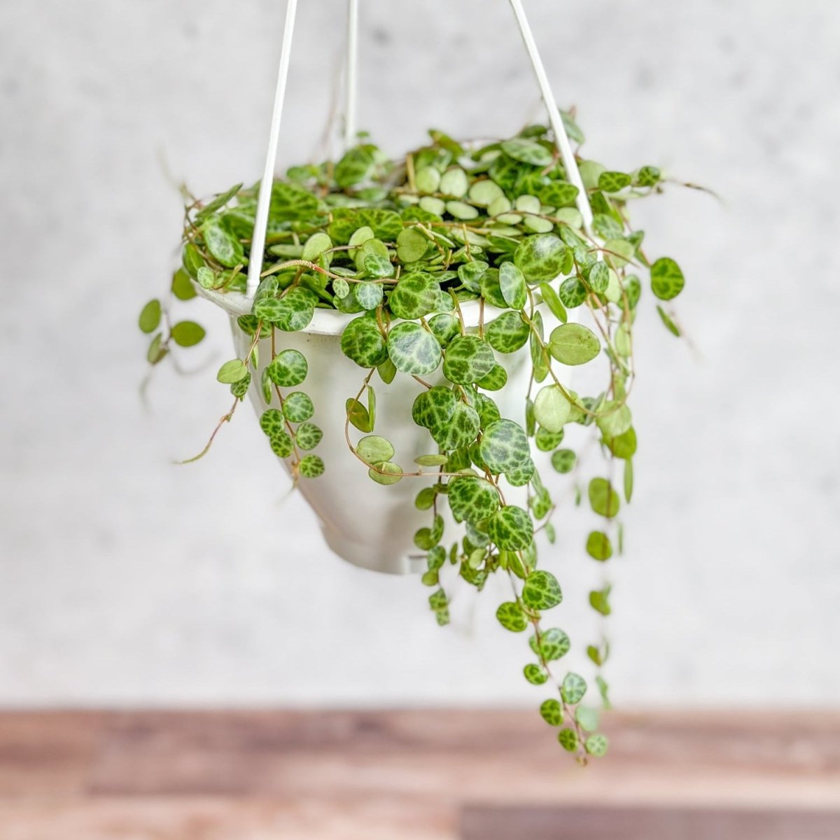 Peperomia Prostrata - ‘String Of Turtles’