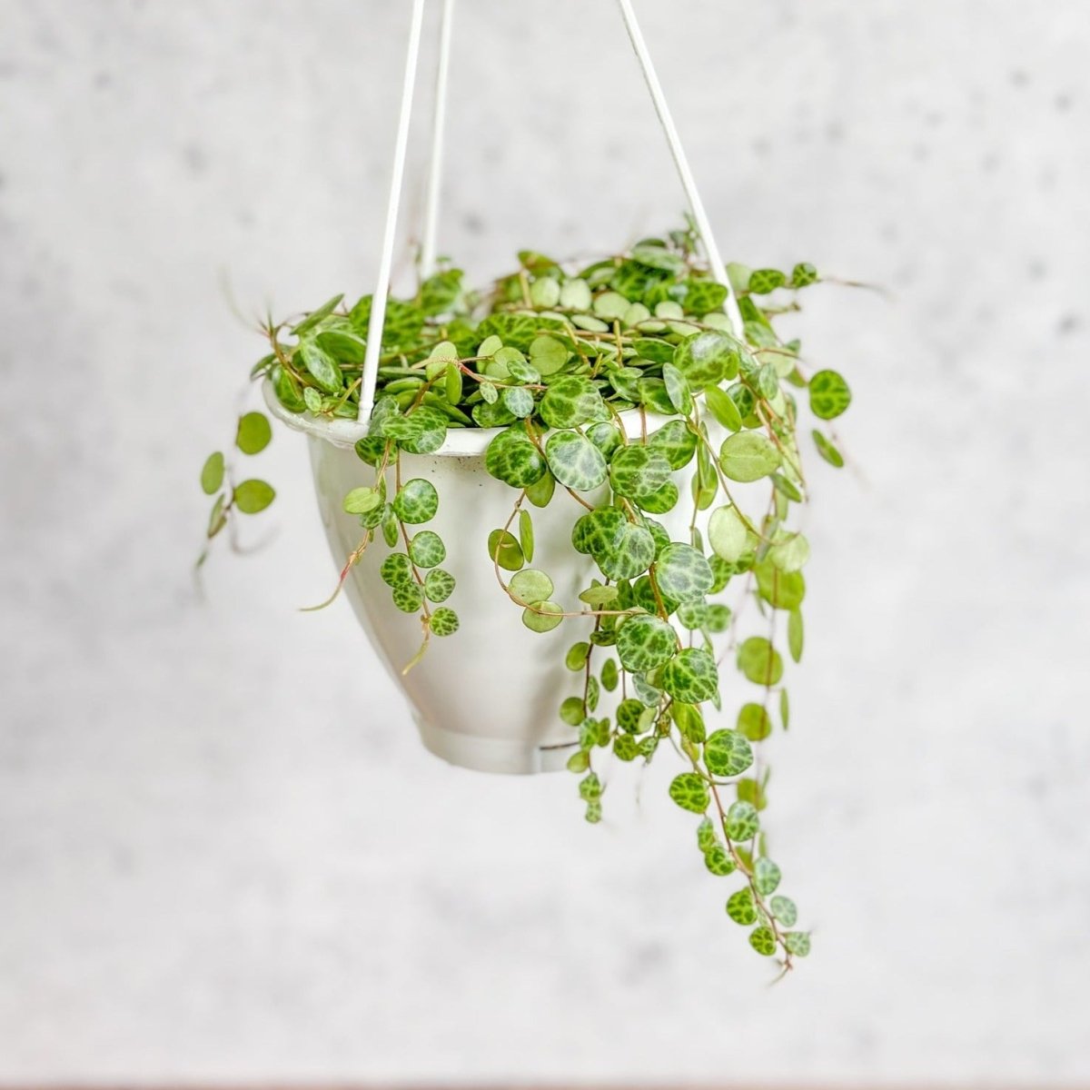 Peperomia Prostrata - ‘String Of Turtles’ - 4.5 Inch Hanging Basket