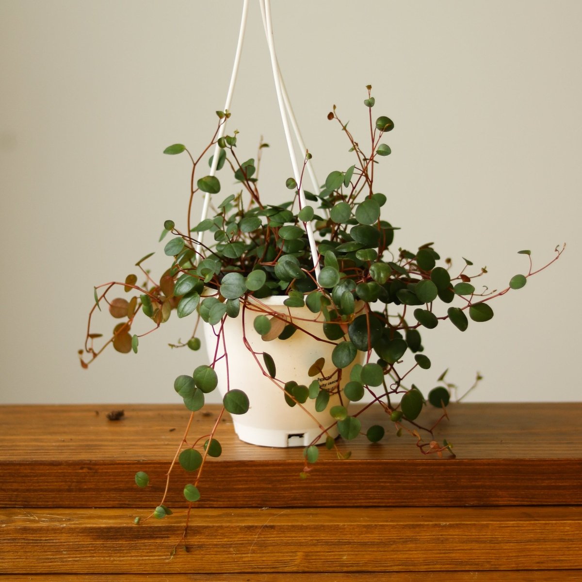 Peperomia 'Ruby Cascade' - 4.5 Inch Hanging Basket