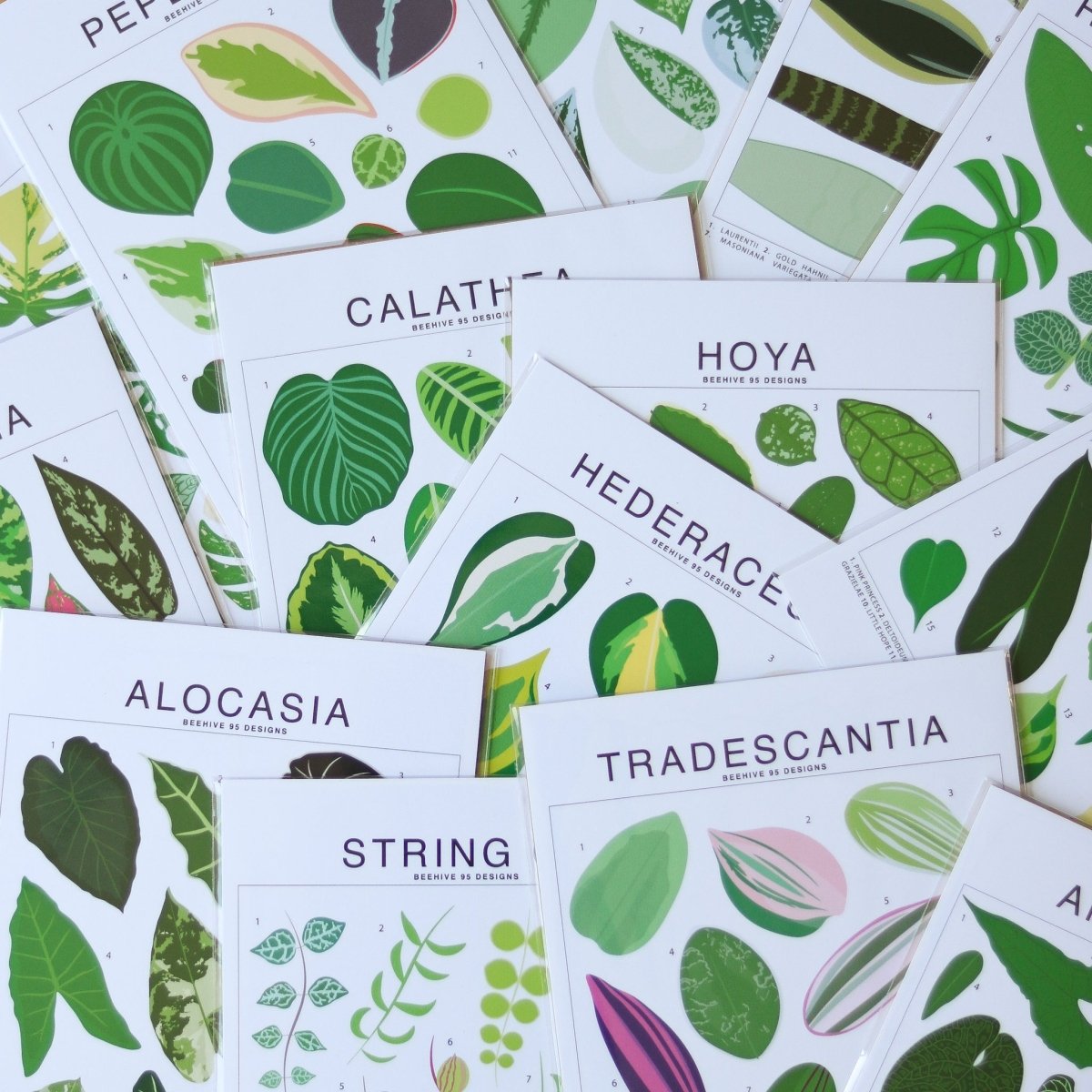 Peperomia Species ID Chart - Botanical Houseplant Art Print