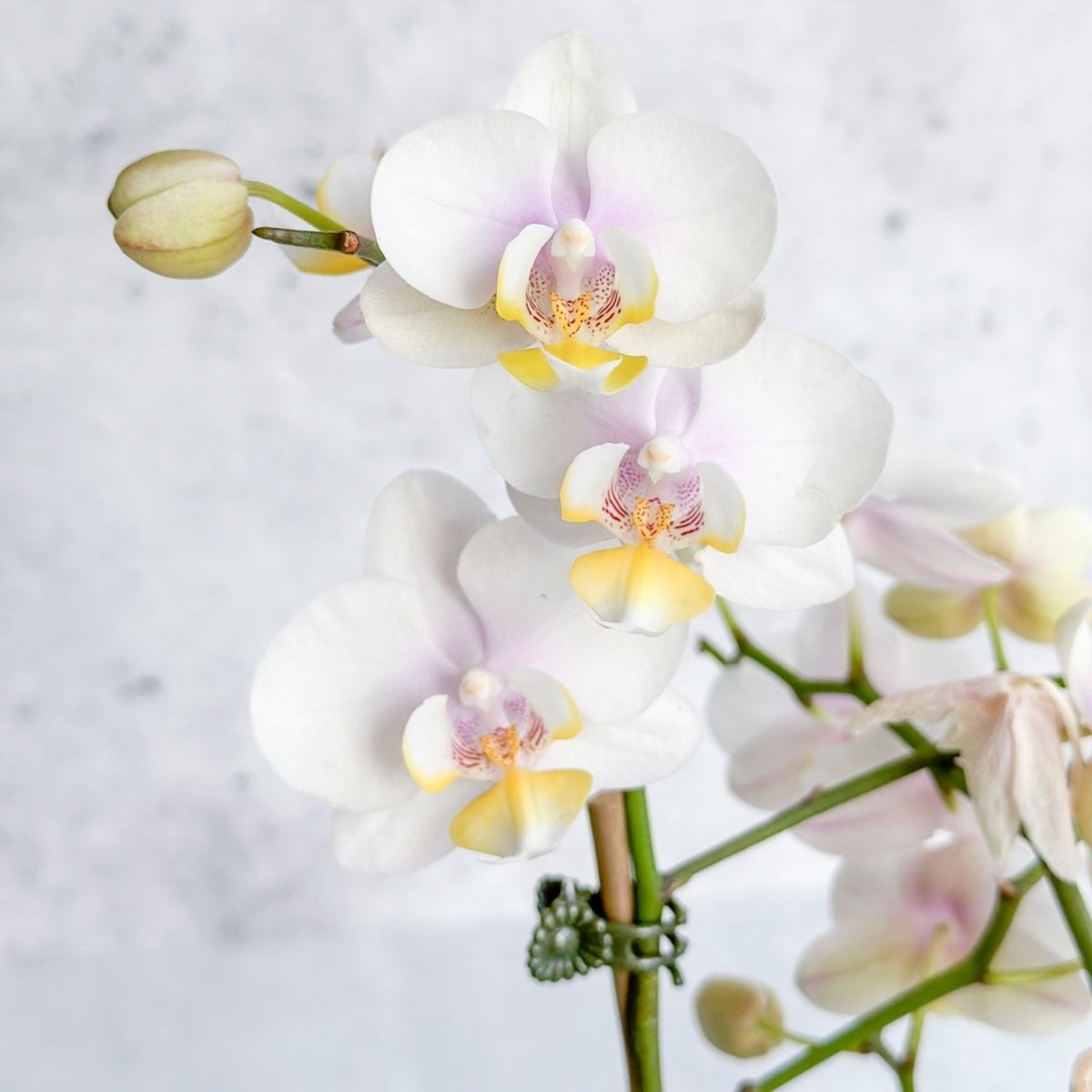 Phalaenopsis Orchid