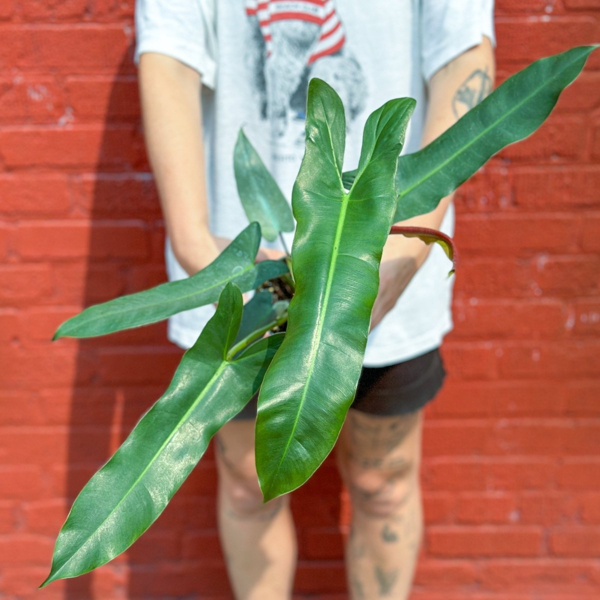 Philodendron Atabapoense - Rare Strapleaf Philodendron - 4 Inch