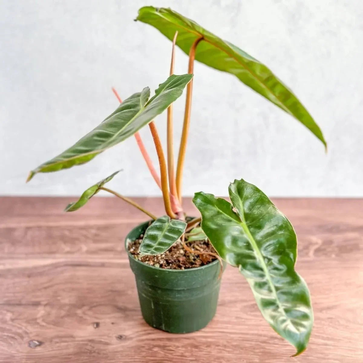 Philodendron Billietiae