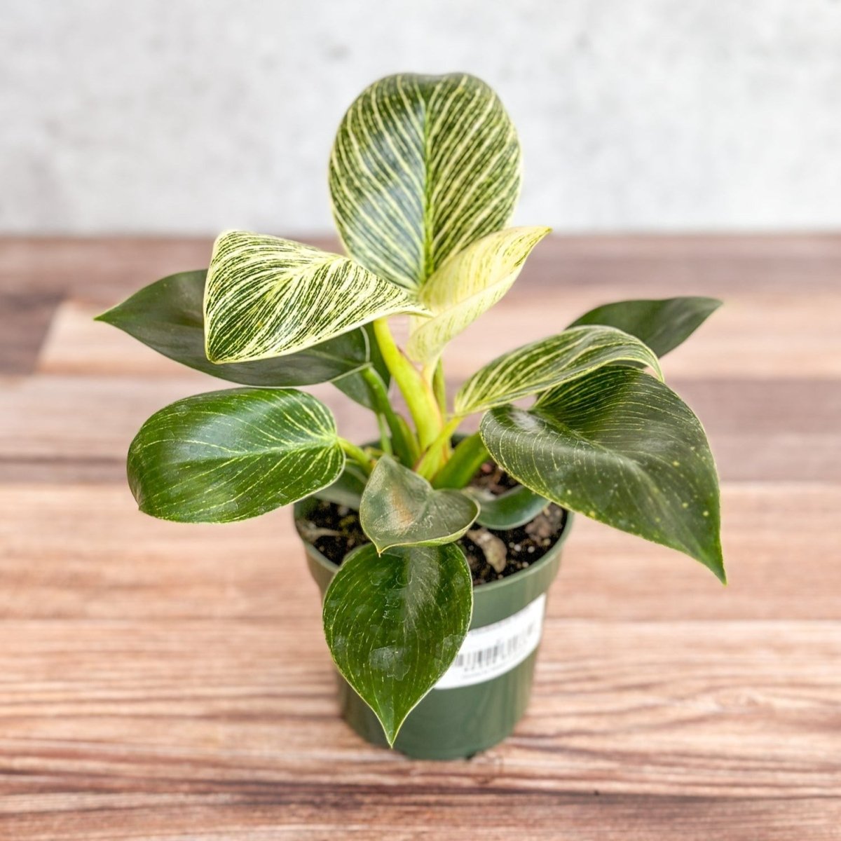 Philodendron 'Birkin' - White Wave