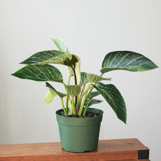 Philodendron 'Birkin' - White Wave