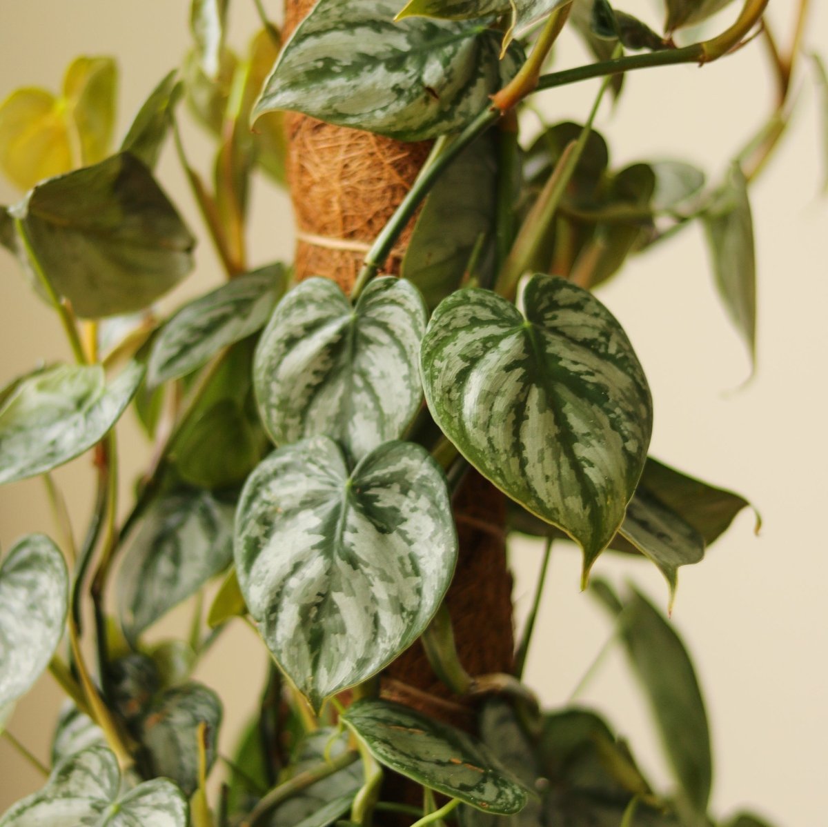Philodendron Brandtianum ‘Silver Leaf’ – Easy‑Care Silver‑Mottled Vine