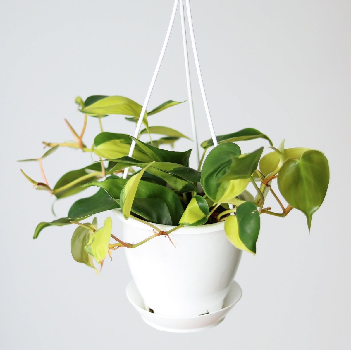 Philodendron 'Brasil' Hanging Basket