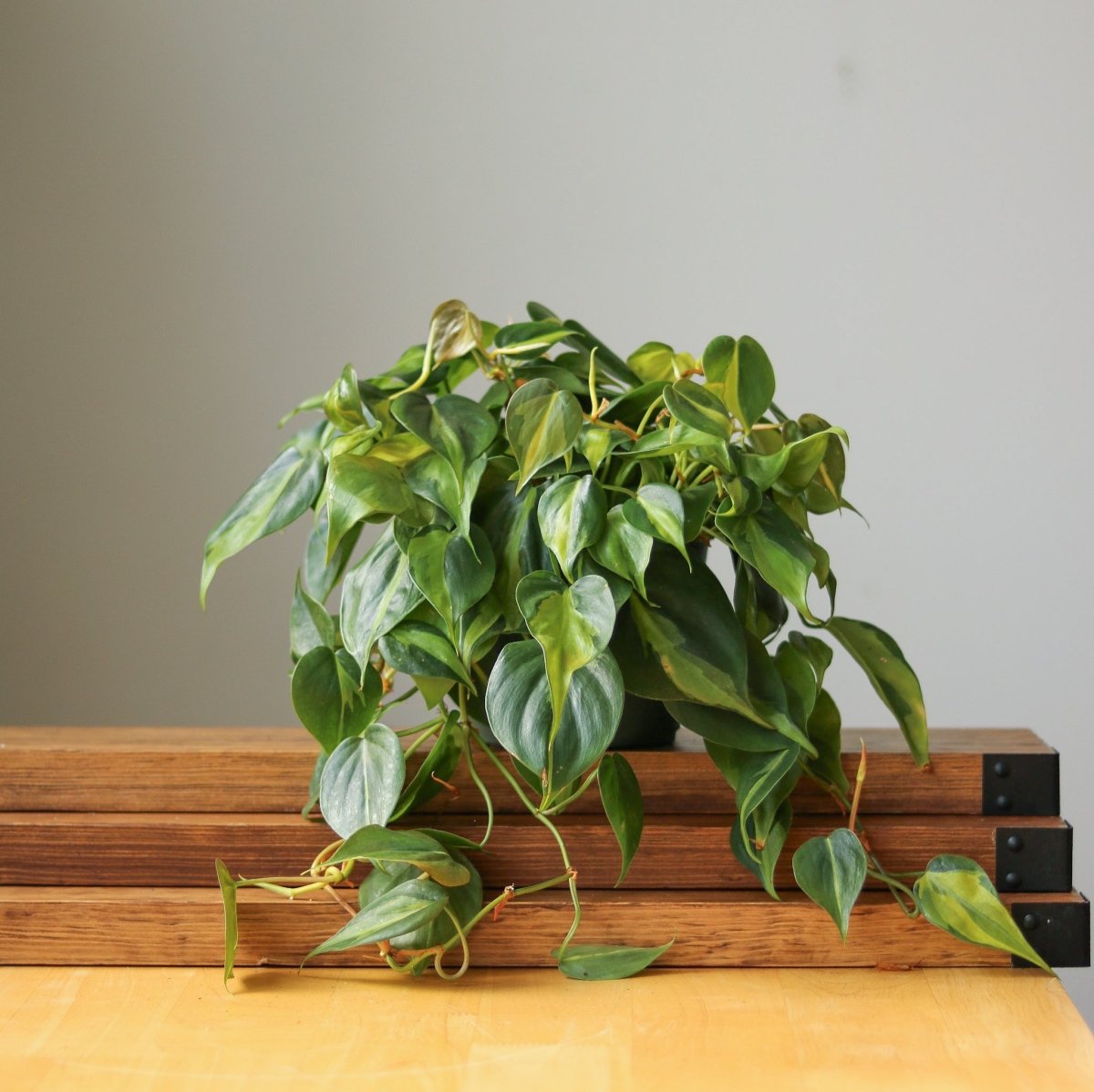 Philodendron Hederaceum ‘Brasil’