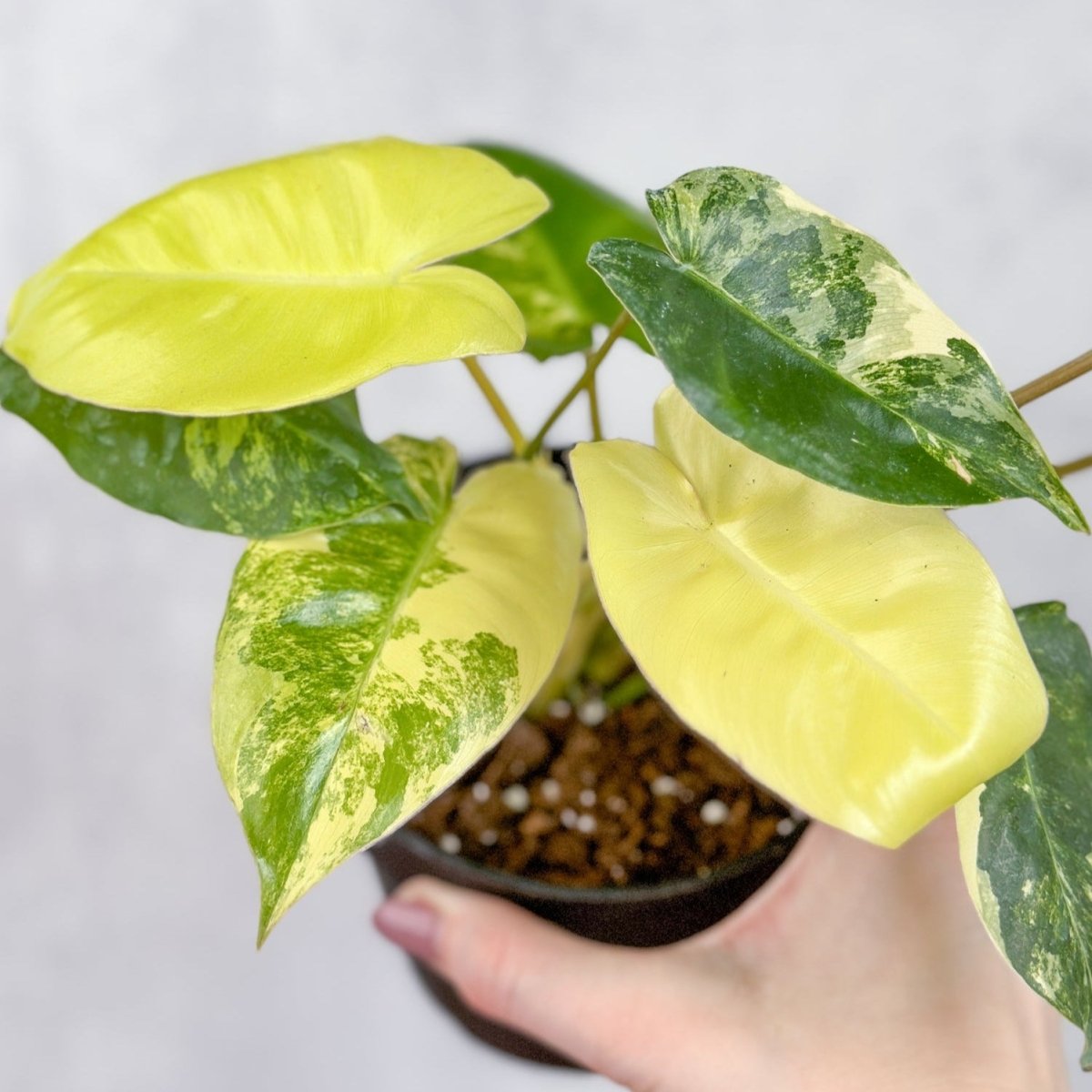 Philodendron 'Burle Marx Albo' - Burle Marx Albo Philodendron