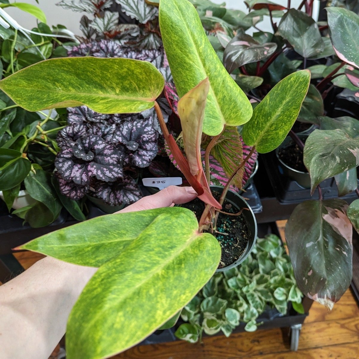 Philodendron Erubescens ‘Painted Lady’ – Variegated Houseplant