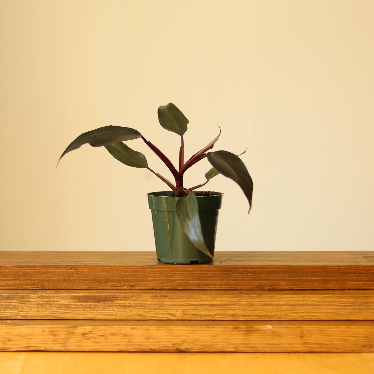 Philodendron Erubescens - ‘Pink Princess Burgundy’