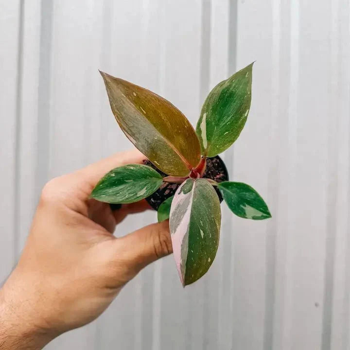 Pink Princess Philodendron – Philodendron Erubescens