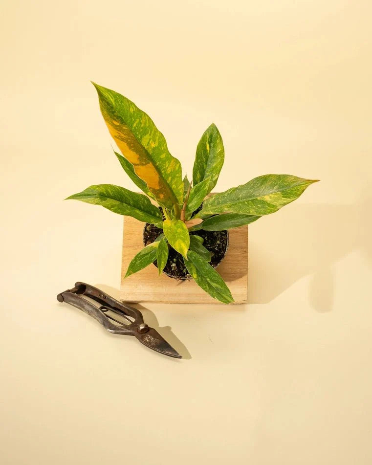 Philodendron Erubescens ‘Ring Of Fire'