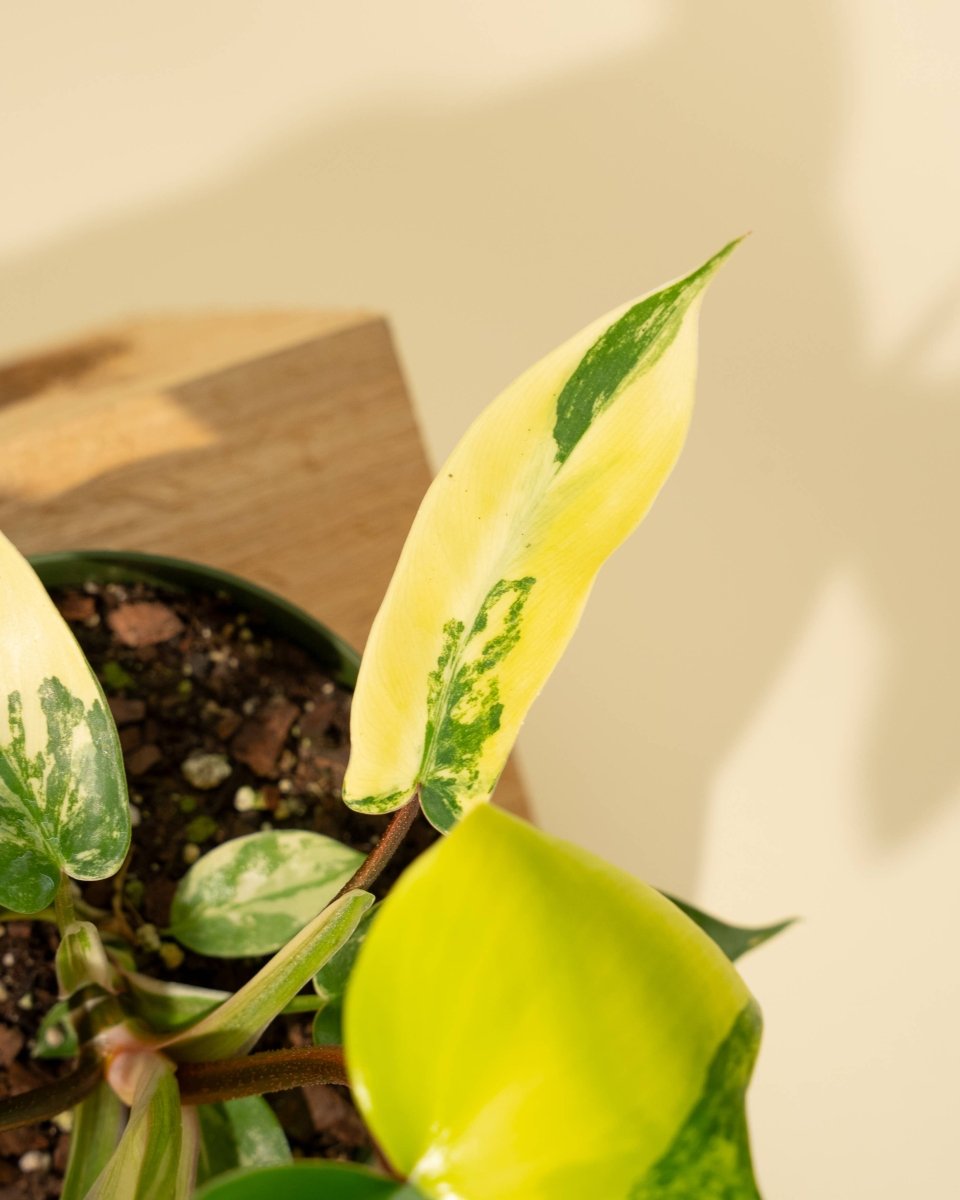 Philodendron Florida Beauty 'Sunrise'