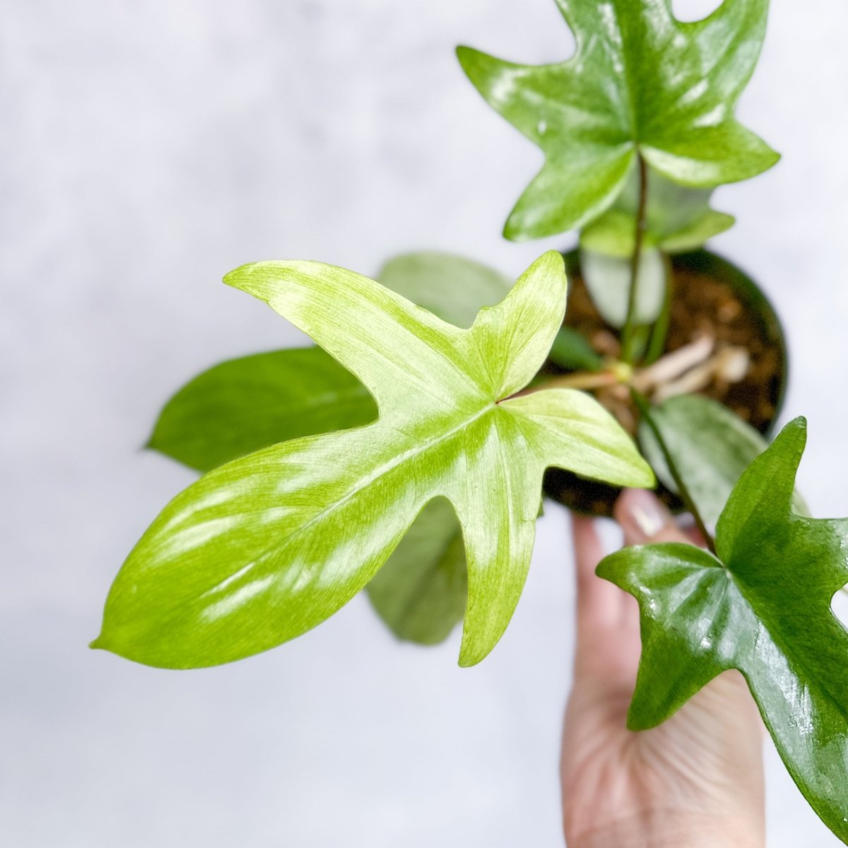 Philodendron ‘Florida Ghost'