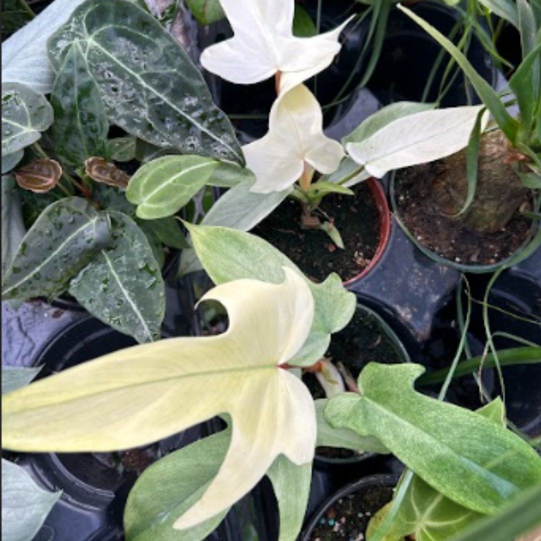 Philodendron ‘Florida Ghost Mint'