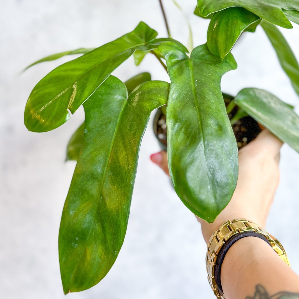 Philodendron ‘Florida Green’ -4 Inch