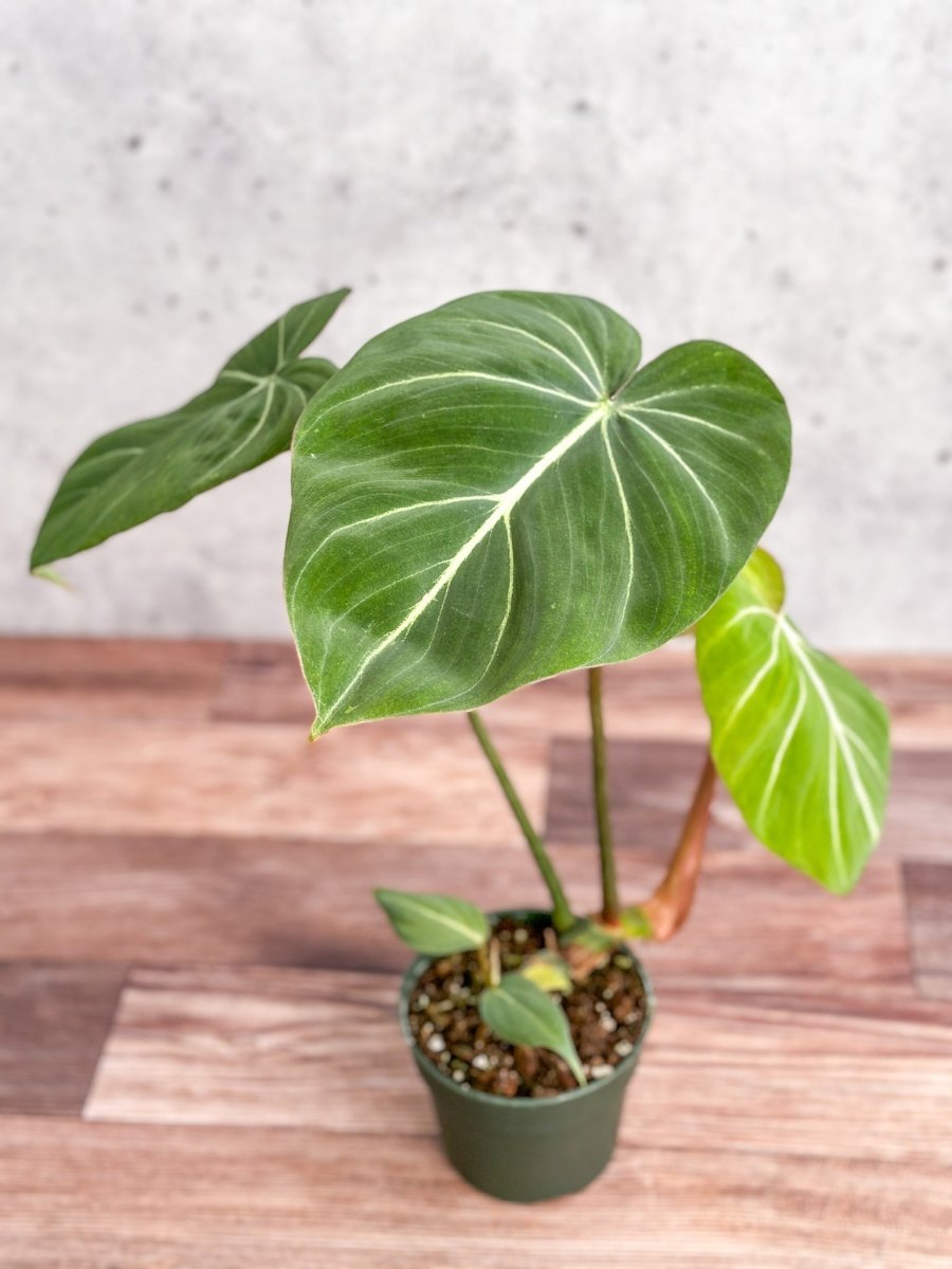 Philodendron Gloriosum - Glorious Philo