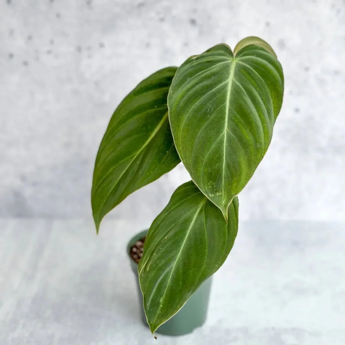 Philodendron Gloriosum Xmelanochrysum- Hybrid Glorious Philo